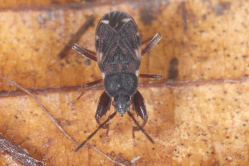Réf. 315 612 : Eremocoris podagricus